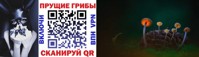 OMG tor  Магадан  Псилоцибиновые грибы Psilocybe 